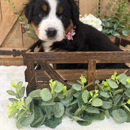 Blossom - Tri-color female Bernese Mountain Dog puppy in Redlands, California from Country Feels Ranch