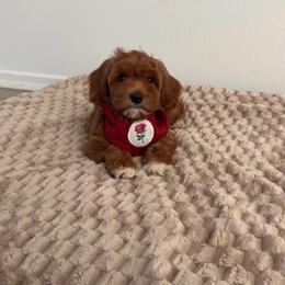 Pumpkin Bear - Red  female Goldendoodle puppy in Anaheim, California from Doodles