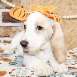 Mindy - Lemon and white female Basset Hound puppy in Antlers, Oklahoma from Rocking H