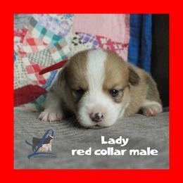 Red male - White and red male Pembroke Welsh Corgi puppy in Wayne City, Illinois from Lash Livestock & Corgis