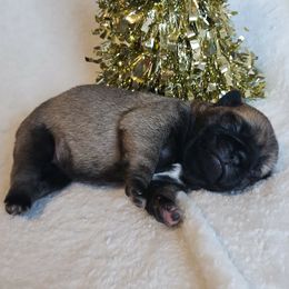 Girl 3 - Fawn female Pug puppy in Blountsville, Alabama from Rock Springs Pugs