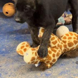 Boy 6 - Black brindle Dutch Shepherd puppy in Sierra Vista, Arizona from KnightWatch K-9