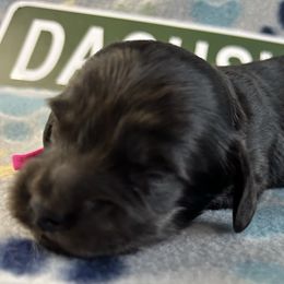 Pink girl - Cream female Dachshund puppy in Mt Sterling, Ohio from Murphy's 4 paws and a tail
