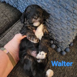 Walter - Black male Cavapoo puppy in Bourbonnais, Illinois from Maggie's Cavapoo Puppies