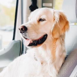Sugar - Golden Retriever