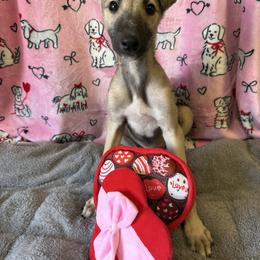 Male 4 - Black Sable Fawn with White - Fawn and white male Greyhound puppy in Steamboat Rock, Iowa from River Valley Canines
