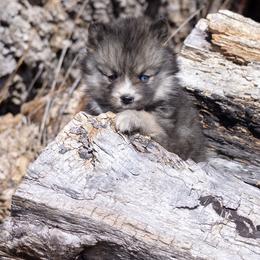 Pomsky Puppies from New World Pomskies