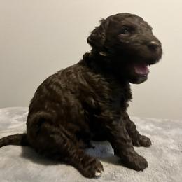 Brooklyn - Cafe au lait male Poodle puppy in Atlanta, Georgia from Syren House Doodles & Poodles