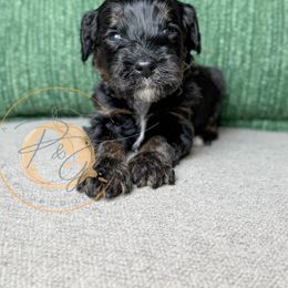 Professor Plum (purple collar male) - Phantom male Goldendoodle puppy in Murrieta, California from Apricot Poodles & Goldendoodles, LLC