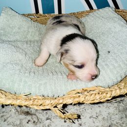 Miniature American Shepherd and Toy Australian Shepherd Puppies from Faith River Aussies