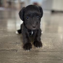 Miniature Schnauzer Puppies from Kelli Palmer