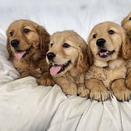 Dachshund and Golden Retriever Puppies from Wyo Dachshunds & Goldens