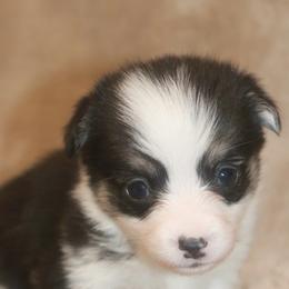 Polly (Tiny Tot) - Black and tan female Pembroke Welsh Corgi puppy in West, Texas from Rustic Spur Kennel