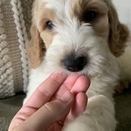 Goldendoodle Puppies from Edge Farm Goldendoodles