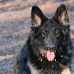 Shiloh Shepherds from Bearpaw Shiloh Shepherds