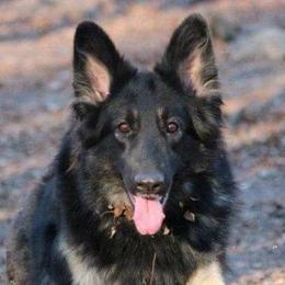 Shiloh Shepherds from Bearpaw Shiloh Shepherds