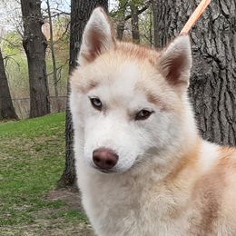 Matrix  - Siberian Husky