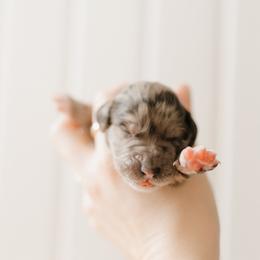 Reba - Red Collar - Merle female Goldendoodle puppy in Newell, Iowa from Front Porch Goldens