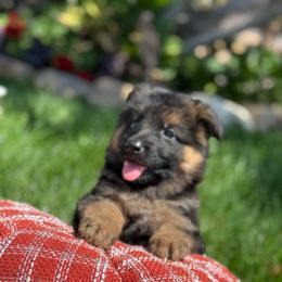 Atze - Black and red male German Shepherd puppy in Hesperia, California from Von Geesa