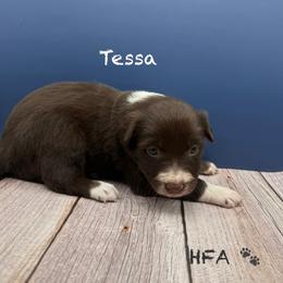 Tessa - Chocolate female Border Collie puppy in Fairview, Tennessee from Hoffman Forest Acres LLC