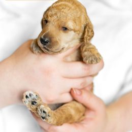 Poodle Puppies from Pawsable Prospects