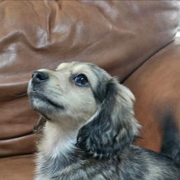 Boy 1 - Sable male Dachshund puppy in Osawatomie, Kansas from Lindsays long haired doxies