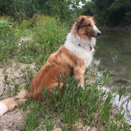 Kiva - Old Time Scotch Collie