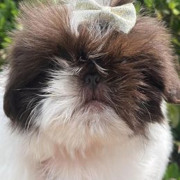 Shih Tzus from Chocolate Diamond Shih-Tzu