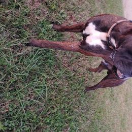 Jaeger - Boxer