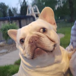 Glinda - French Bulldog