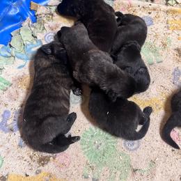 AKC Male 3 - Gold brindle male Dutch Shepherd puppy in Hastings, Minnesota from Century Hills Farm