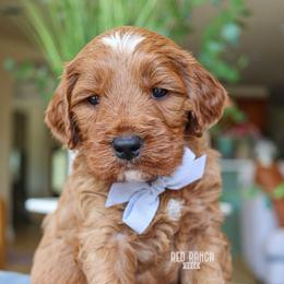 Bass - Red  male Goldendoodle puppy in Salado, Texas from Red Ranch Dogs