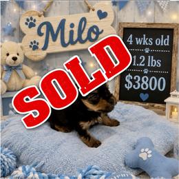 Milo (Toy) - Black and gold male Yorkshire Terrier puppy in Jamestown, North Carolina from North Carolina Maltese, Yorkies & Morkies(previously California Maltese, Yorkies & Morkies)