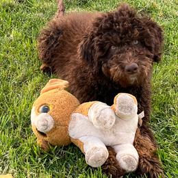 Freedom - Phantom male Bernedoodle puppy in Caldwell, Idaho from Treasure Valley Poodles
