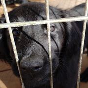 Flat-Coated Retrievers from Harlequin Flat-Coated Retrievers