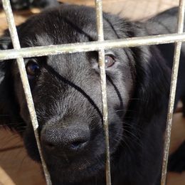 Flat-Coated Retrievers from Harlequin Flat-Coated Retrievers