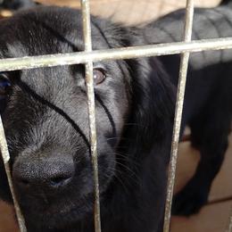 Flat-Coated Retrievers from Harlequin Flat-Coated Retrievers