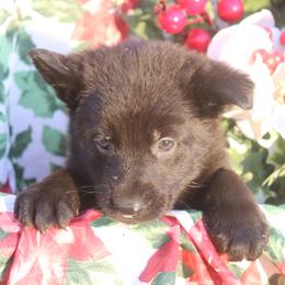 Girl 2 - female German Shepherd puppy in Newville Al, Alabama from Triple S DDR German Shepherds