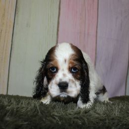 Cocker Spaniel Puppies from Home Grown Cocker Spaniels