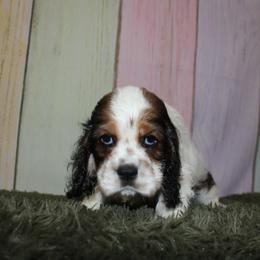 Cocker Spaniel Puppies from Home Grown Cocker Spaniels
