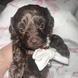 Pearl - Brown female Maltipoo puppy in Apple Valley, California from Boujeepups