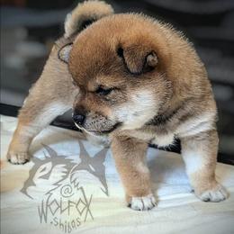 Shaaku - Sesame male Shiba Inu puppy in California from WOLFOX shiba inu
