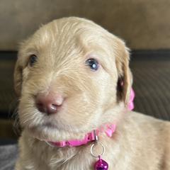 Pink Pup - Cafe au lait Double Doodle puppy in San Juan, Texas from Cash & June’s Double Doodles