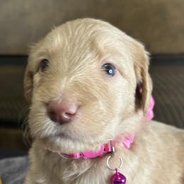 Pink Pup - Cafe au lait Double Doodle puppy in San Juan, Texas from Cash & June’s Double Doodles
