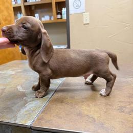 Cocoa - Chocolate male Dachshund puppy in Irving, Texas from DFW Dachshunds by G & S