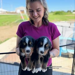 Bernese Mountain Dog Puppies from Jena's Blissful Bernese Mountain Dogs