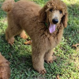 Green boy - Red  male Poodle puppy in Toms River, New Jersey from Bayview Poodles
