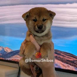 WILLOW - Red female Shiba Inu puppy in Minnesota from BonsaiShibas