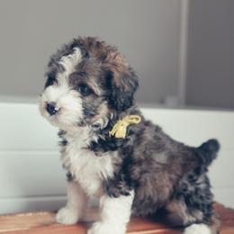 Bernedoodle Puppies from Southern Oak Breeders LLC