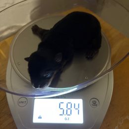 Tootsie - Black and gold female Yorkshire Terrier puppy in Phoenix, Arizona from Coursey’s Yorkies